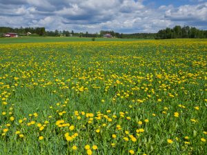 Про фотографирование на смартфон вообще и Galaxy S8 в частности